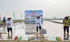 Gerakan Tanam Padi PM-AS Digelar di Desa Mekar Sari, Bupati Haltim Tekankan Pentingnya Sektor Pertanian